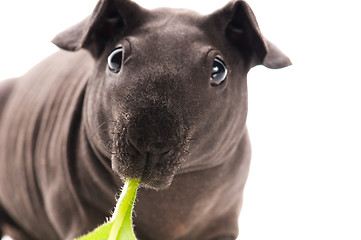 Image showing skinny guinea pig isolated on the white background