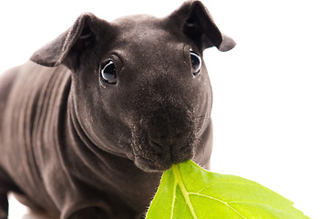 Image showing skinny guinea pig isolated on the white background