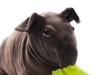 Image showing skinny guinea pig isolated on the white background