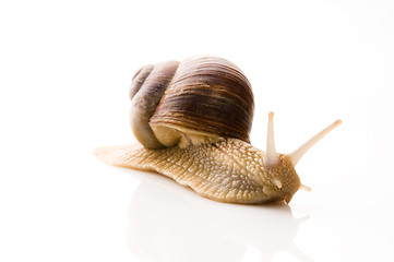 Image showing Snail