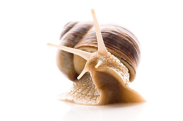 Image showing Snail