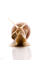 Image showing Snail