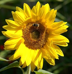 Image showing SUNFLOWER AND BEE
