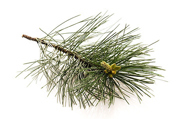 Image showing pine branch isolated on the white background 