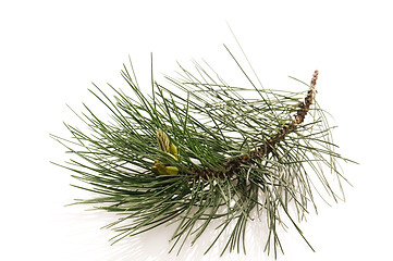 Image showing pine branch isolated on the white background 