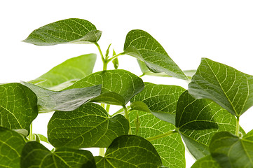 Image showing growing plants. beans