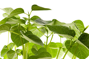 Image showing growing plants. beans