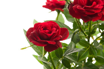 Image showing red roses on a white background
