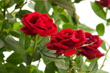 Image showing red roses on a white background