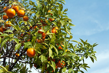 Image showing Branches with the fruits