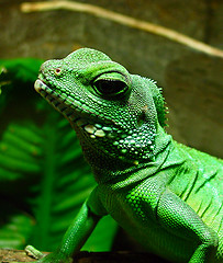 Image showing Little Lizard