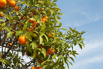 Image showing Branches with the fruits