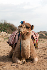 Image showing Camel sits