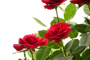 Image showing red roses on a white background