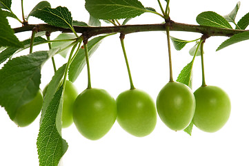 Image showing growing green plums isolated on the white