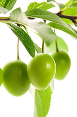 Image showing growing green plums isolated on the white