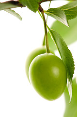 Image showing growing green plums isolated on the white