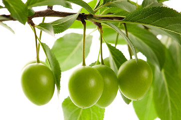 Image showing growing green plums isolated on the white