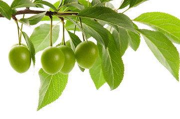 Image showing growing green plums isolated on the white