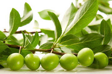 Image showing growing green plums isolated on the white