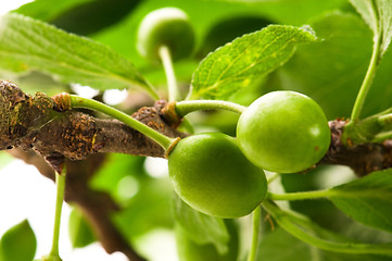 Image showing growing green plums isolated on the white