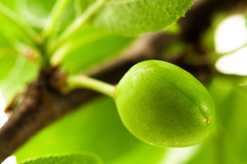 Image showing growing green plums isolated on the white