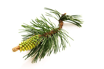 Image showing pine branch isolated on the white background 