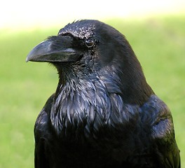 Image showing BRITISH RAVEN