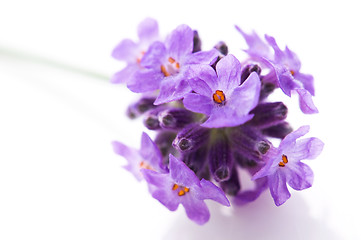 Image showing lavender flower on the white background