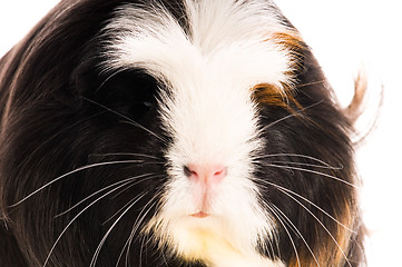 Image showing guinea pig isolated on the white background. coronet