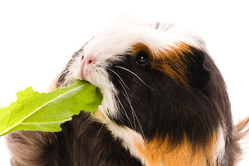 Image showing guinea pig isolated on the white background. coronet