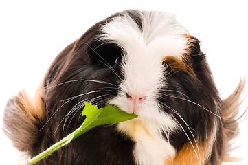 Image showing guinea pig isolated on the white background. coronet