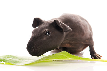 Image showing skinny guinea pig isolated on the white background