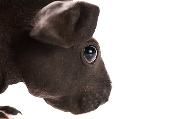 Image showing skinny guinea pig isolated on the white background