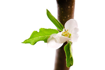 Image showing detail of branch Apple tree at spring time 