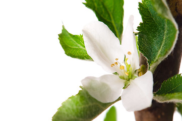 Image showing detail of branch Apple tree at spring time 