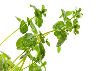 Image showing Fresh leafs of thyme herbs on a white background 