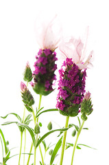 Image showing lavender flower on the white background