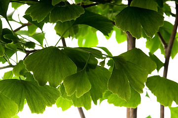 Image showing Ginkgo biloba green leaf isolated on white background 