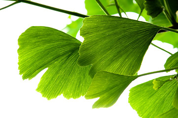 Image showing Ginkgo biloba green leaf isolated on white background 