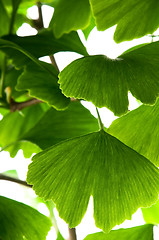 Image showing Ginkgo biloba green leaf isolated on white background 