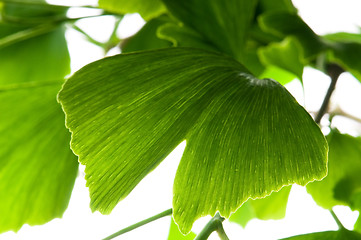 Image showing Ginkgo biloba green leaf isolated on white background 