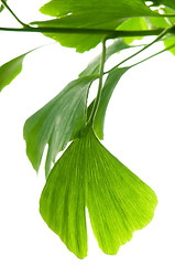 Image showing Ginkgo biloba green leaf isolated on white background 