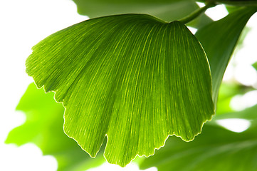 Image showing Ginkgo biloba green leaf isolated on white background 