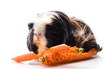 Image showing guinea pig with carrots