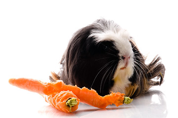 Image showing guinea pig with carrots