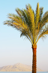 Image showing Palm tree on sunset
