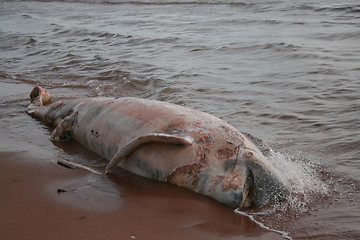 Image showing Dead Pilot Whale