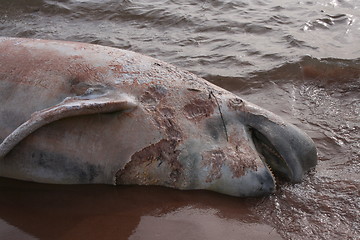 Image showing Dead Whale