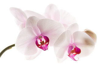 Image showing White orchid on white